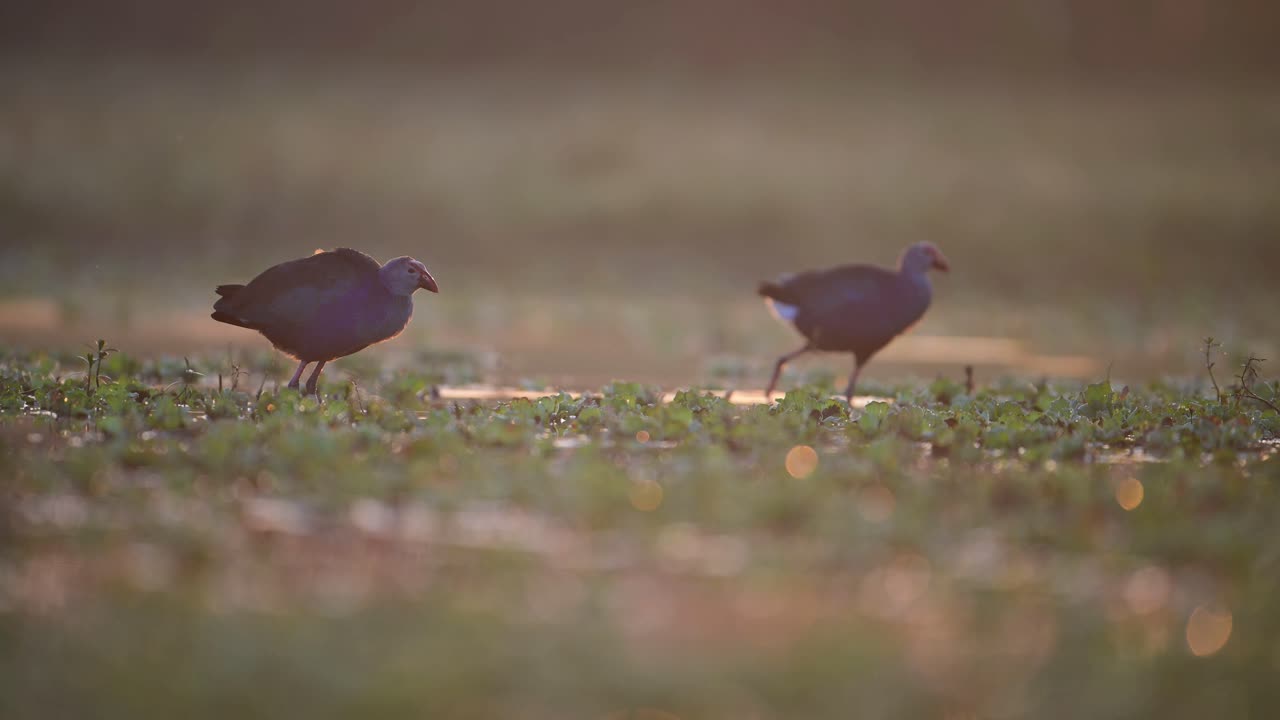 Two purple gallinules (Porphyrio martinicus) walk through a shallow wetland area searching for food.