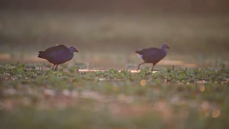 two purple gallinules (porphyrio martinicus) walk through a shallow wetland area searching for food.