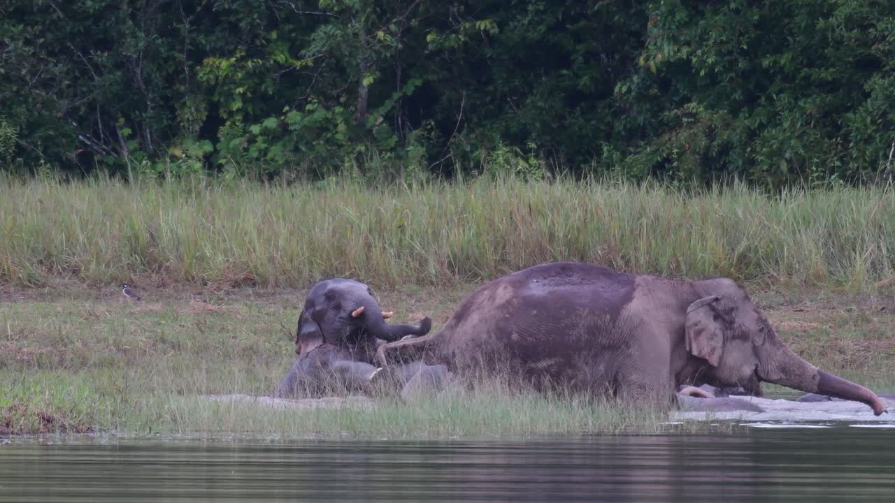 los elefantes asiáticos están en peligro y esta manada se divierte jugando y bañándose en un lago en el parque nacional khao yai