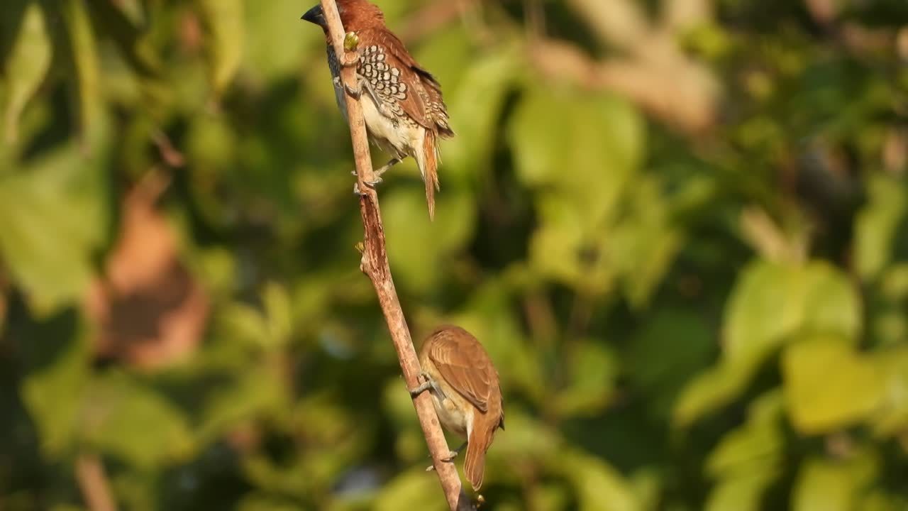 escamoso -breasted - munia jugando