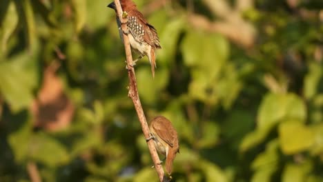 Schuppig--breasted---Munia-Spielend