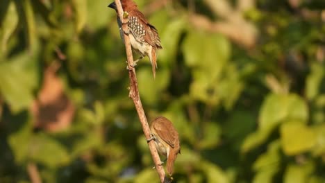 escamoso -breasted - munia jugando