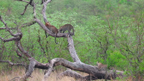 family of leopards balance on branches of old fallen tree in kruger np
