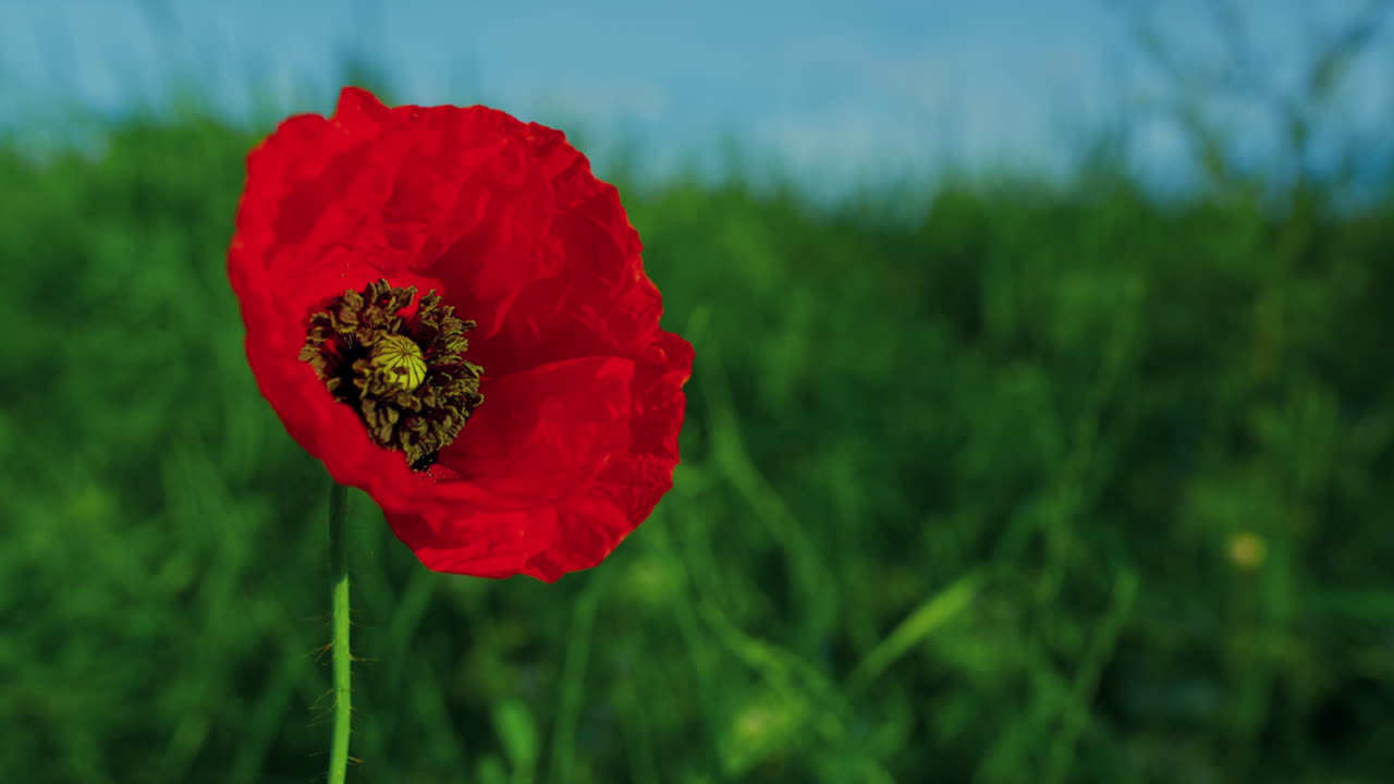 녹색 잔디 ⁇ 에서 자라는  ⁇ 은 파파버 꽃. 클로즈업 외로운 포피 꽃