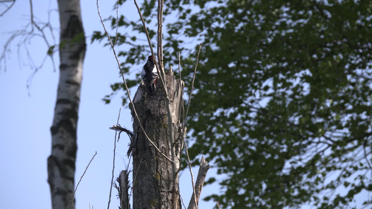 un joven pájaro carpintero volando desde un viejo árbol muerto