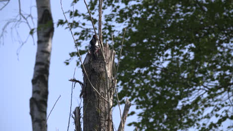 a young spotted woodpecker flying off from an old dead tree