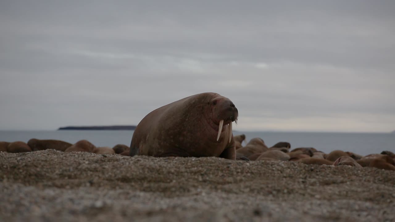 Grande tricheco che si guarda intorno prima di unirsi ad altri individui sdraiati sulla spiaggia.