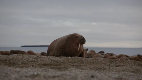 big walrus looking around before joining other individuals laying on the beach