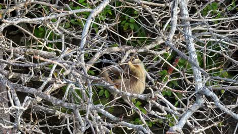 stunning aerial drone footage captures a two-toed sloth partially hidden within the intricate, dense branches of the tropical rainforest canopy near puerto viejo de talamanca, costa rica
