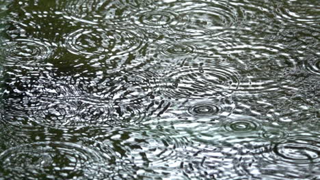 la lluvia que golpea un estanque crea ondas concéntricas en la superficie del agua