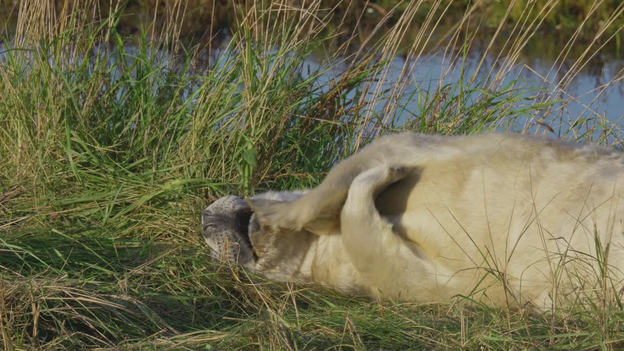 temporada de reproducción para las focas grises del atlántico, cachorros recién nacidos con pelaje blanco, madres cuidando, disfrutando del cálido sol de noviembre