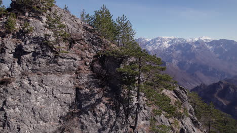 árboles-Que-Crecen-En-Piedra-En-La-Cima-De-La-Montaña