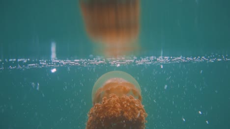 a orange jellyfish swimming in slow motion just below the surface of a lake