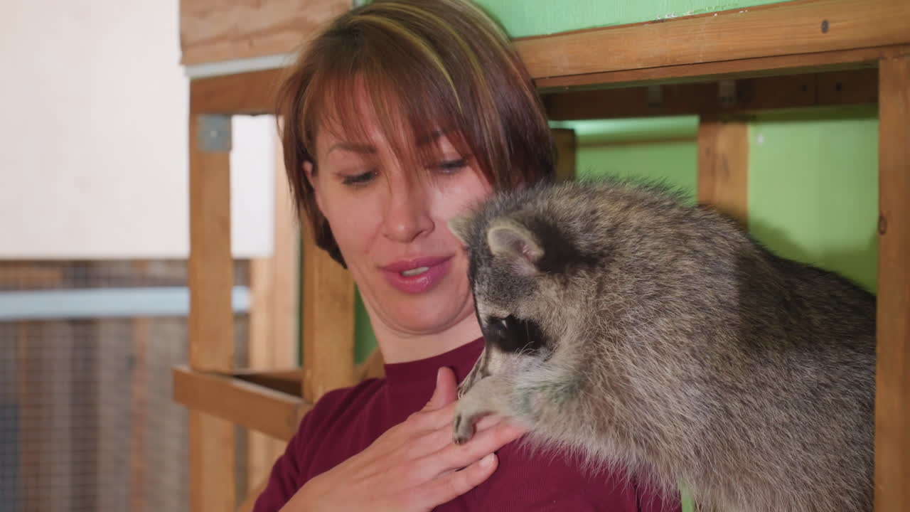 Cuidadora conforta guaxinim curioso no ombro em recinto fechado com poleiro de madeira e parede verde, suéter bordô, mão delicada, guaxinim cheira e mordisca, tratador avalia o comportamento