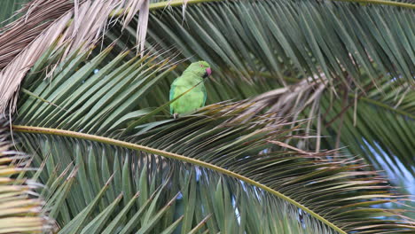 un periquito con anillos de rosa en una palmera en gran canaria