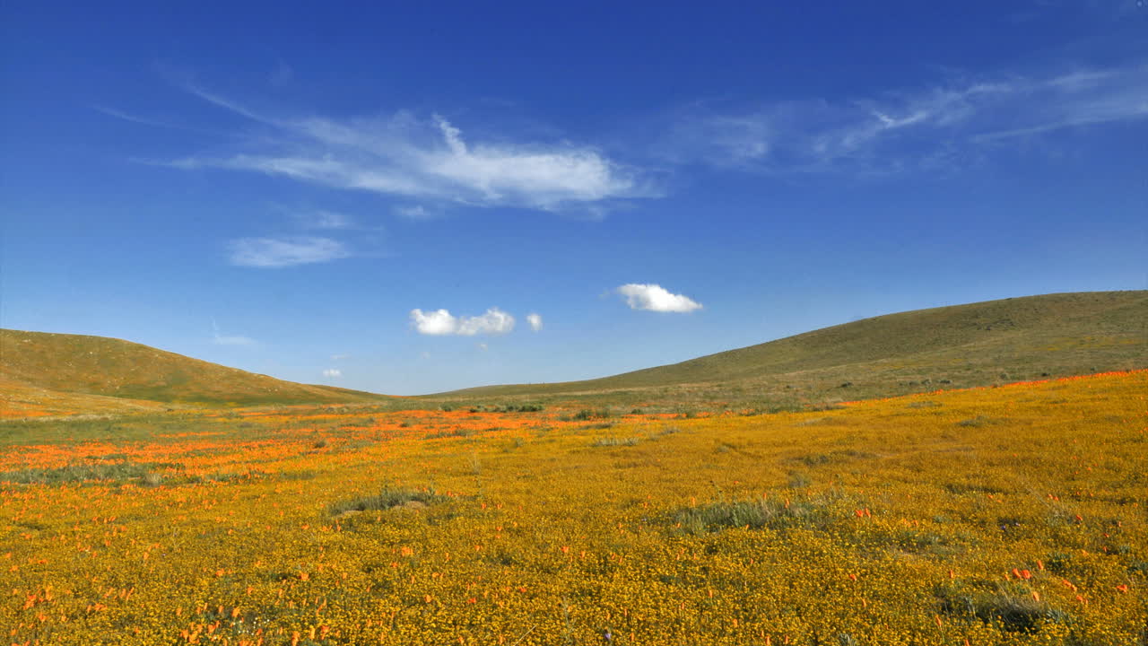 양귀비 밭 위로 부는 구름의 시간 경과