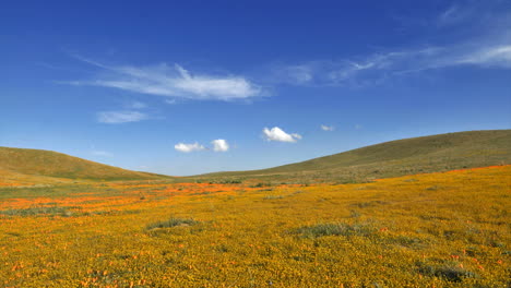 Time-lapse-of-clouds-blowing-over-poppy-fields