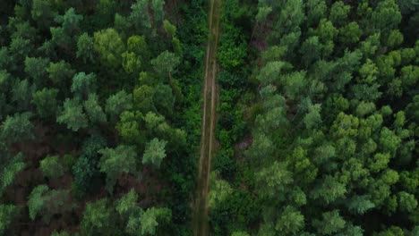 Camino-De-Tierra-Que-Atraviesa-Un-Denso-Bosque-De-Coníferas-Hacia-La-Zona-Industrial,-Vista-Aérea