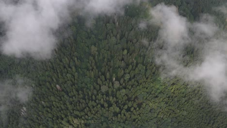 vista del bosque tomada desde un cielo nublado, un día de niebla en la jungla