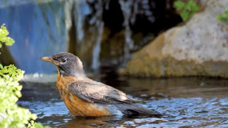 an american robin splashing, taking a bath in a babbling brook - isolated