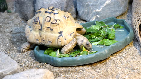 small tortoise eating lettuce in a terrarium