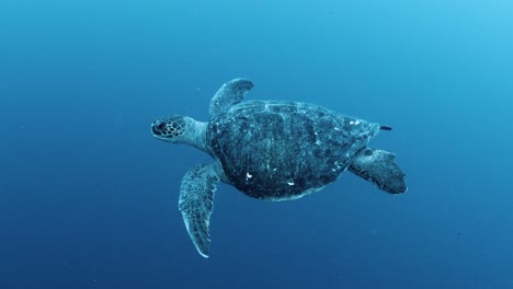tortuga en el mar navegando, gran angular