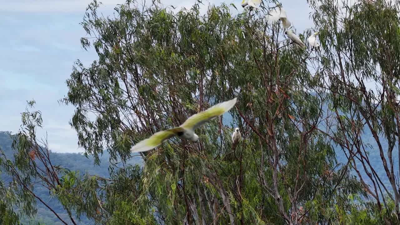 Multiple sulphur-crested cockatoos launch from eucalyptus branches in daylight, captured with a steady camera and natural lighting in a lush, hilly landscape