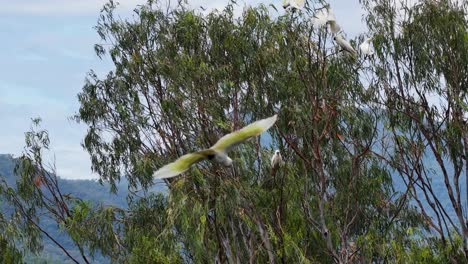 multiple sulphur-crested cockatoos launch from eucalyptus branches in daylight, captured with a steady camera and natural lighting in a lush, hilly landscape
