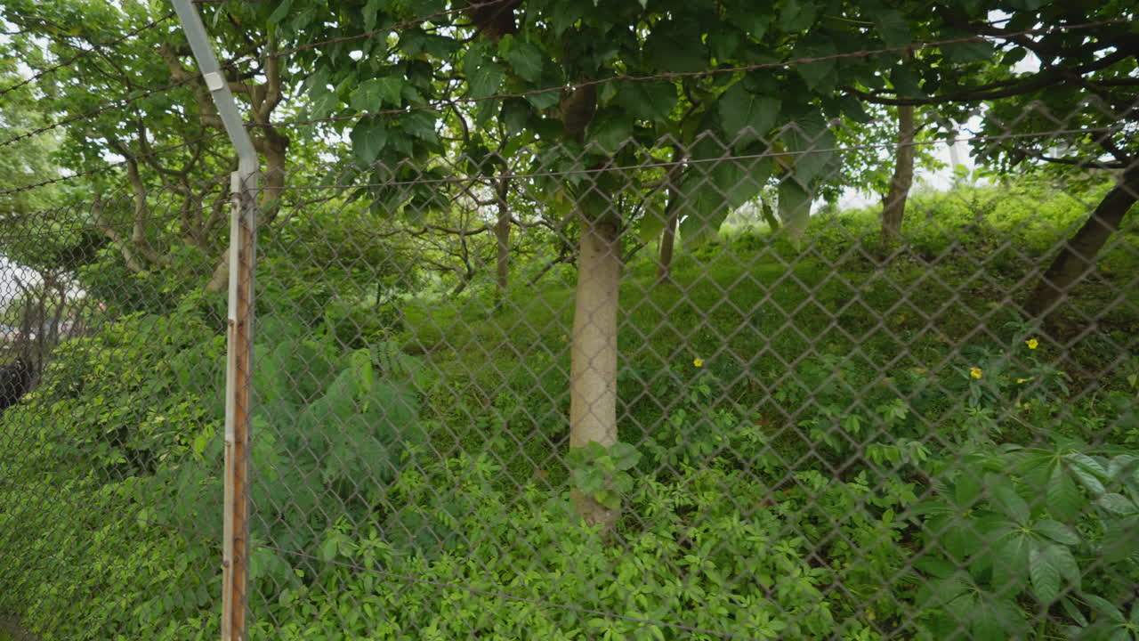 Passeggiata urbana serena: Fogliame dietro la recinzione, natura in città, ripresa con gimbal