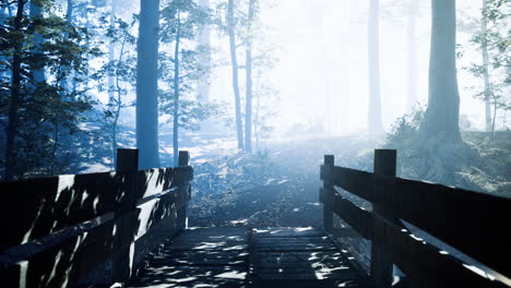 misty forest path leading to a serene destination at dawn