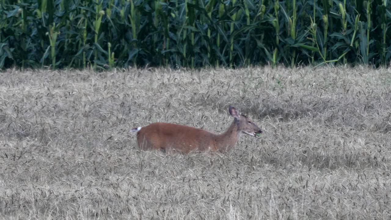 un ciervo de cola blanca alimentándose en un campo de trigo a última hora de la tarde después del atardecer