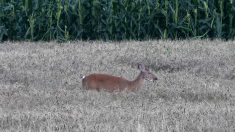 A-white-tailed-deer-feeding-in-a-field-of-wheat-in-the-late-evening-after-sunset