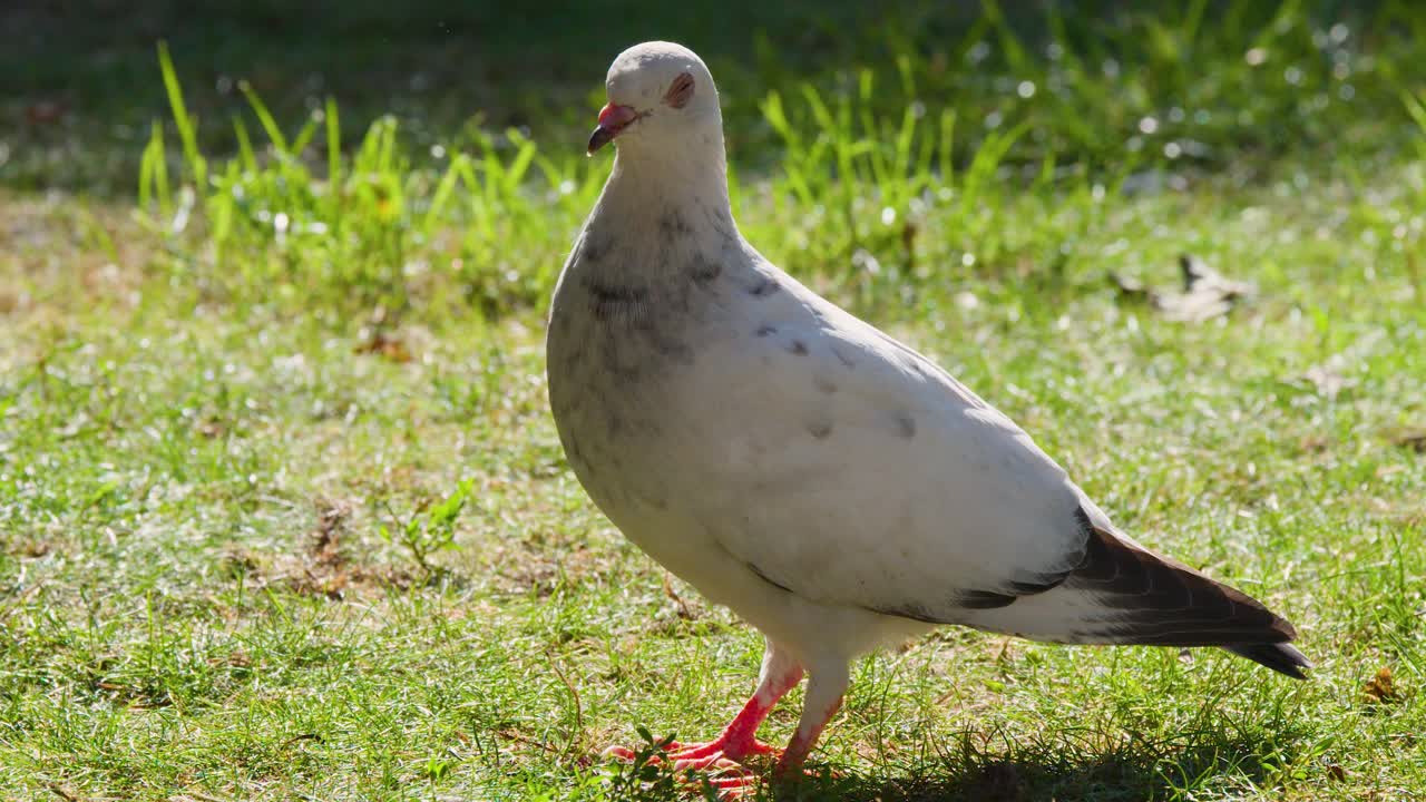 White pigeon walks on sunlit grass, then flies away, natural outdoor lighting, static camera