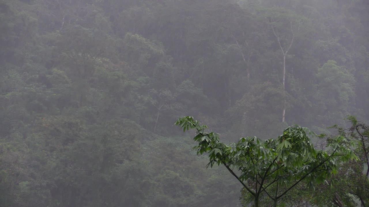 Rain and mist over a wall of jungle vegetation