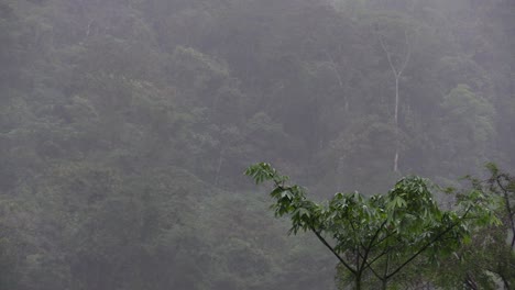 Rain-and-mist-over-a-wall-of-jungle-vegetation