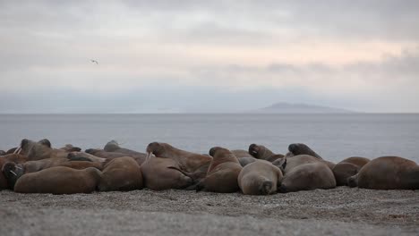 Eine-Kolonie-Von-Walrossen,-Die-Zusammen-Chillen-Und-An-Einem-Strand-Nördlich-Von-Spitzbergen-Liegen