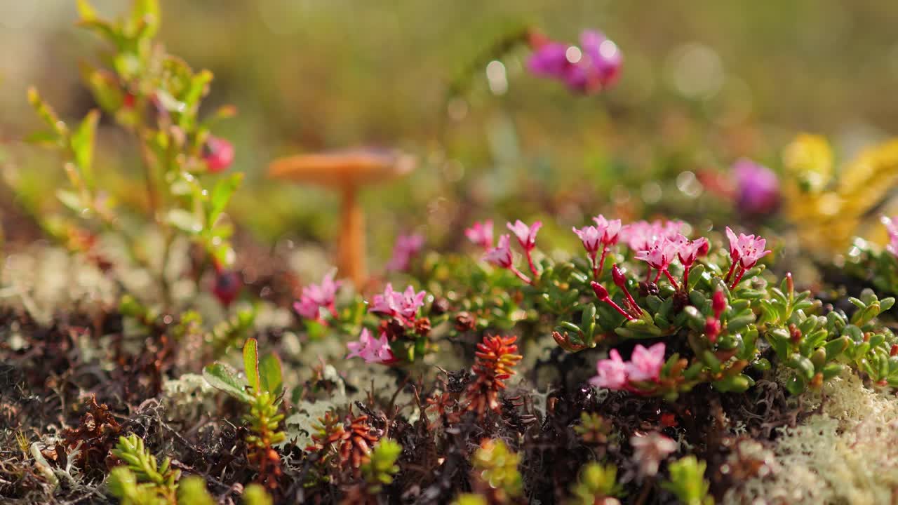 Lyserøde blomster og mos i et tundralandskab