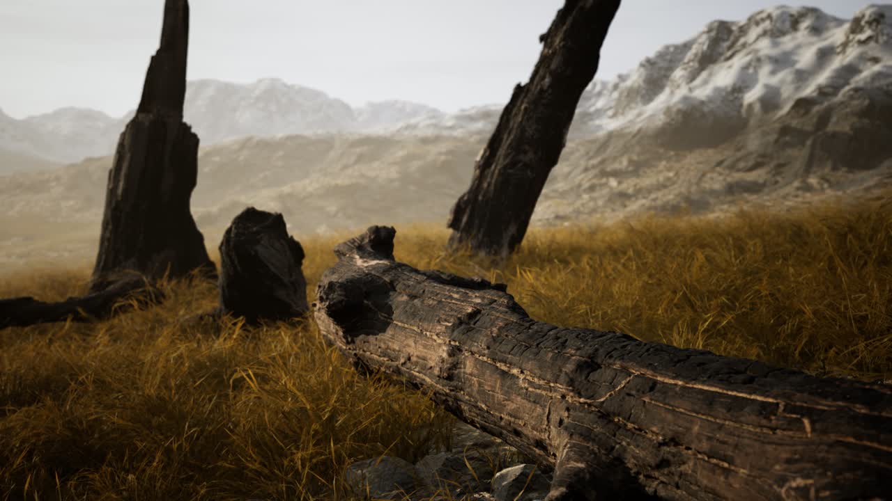 troncos de árboles quemados después de un incendio forestal