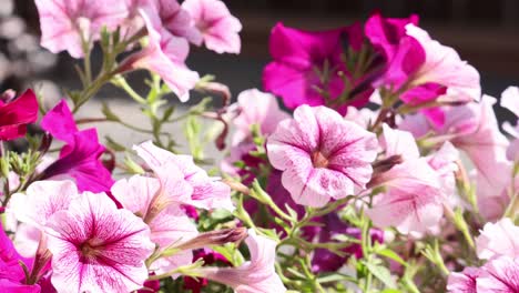 vibrant flowers in full bloom, showcasing nature's beauty