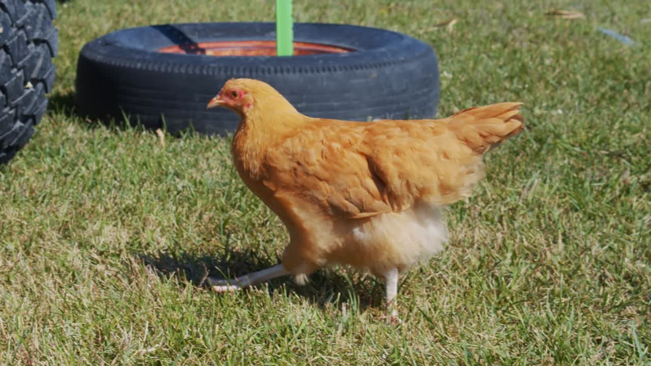 Golden brown farm chicken walking around eating bugs in the country in slow motion
