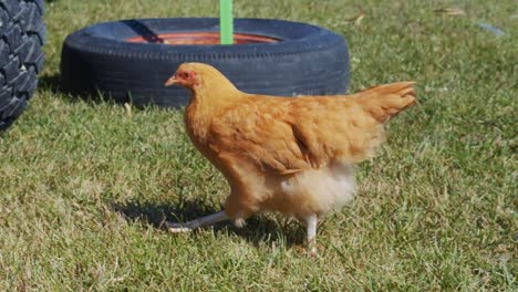 golden brown farm chicken walking around eating bugs in the country in slow motion