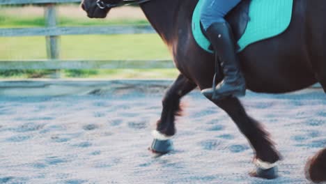 training a black mare ready for a competition