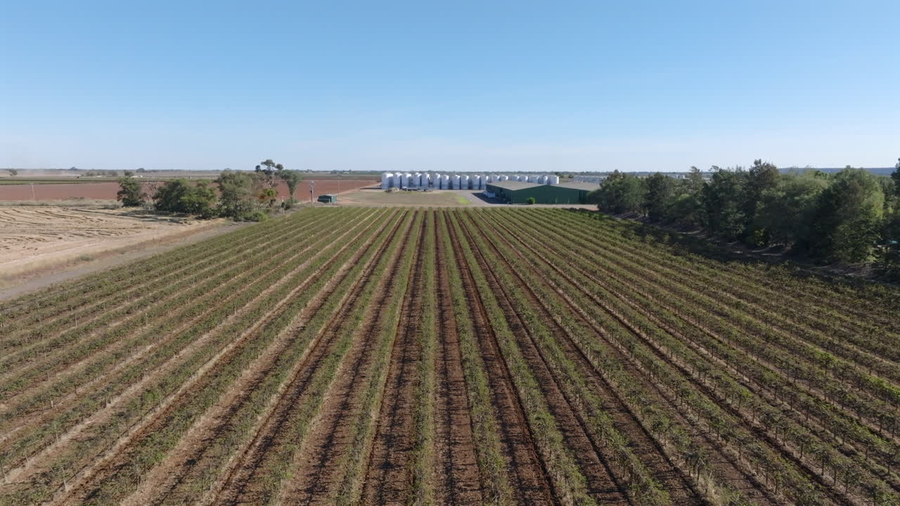 Drone shot vineyards in Griffith, NSW Australia