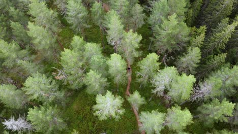 Vista-Superior-Aérea-De-árboles-Verdes-De-Verano-En-El-Bosque-En-Innlandet-Noruega