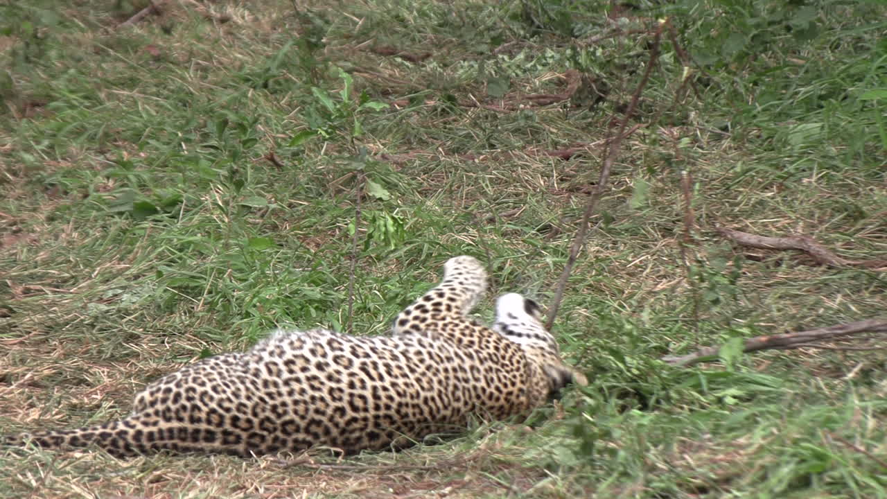 Close-Up of a Young Leopard's Playtime with Stick in African Grassland