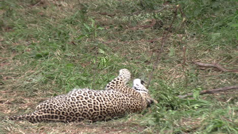 primer plano de un joven leopardo jugando con un palo en las praderas africanas