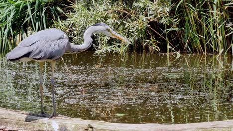 a telephoto of a great blue heron hunting fish at a lake