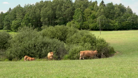 domestic cows on lush meadows near countryside farm in zielenica, poland