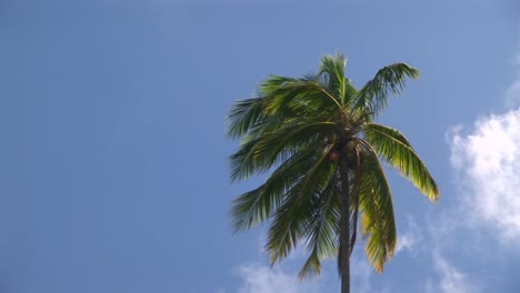 a palm tree blowing in the wind against a blue sky