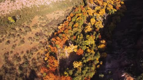 Overhead-aerial-shot-of-the-changing-leaves-in-Sycamore-Canyon,-Northern-Arizona